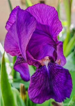 Iris bleu, en fleur tout l'hiver