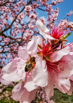 Le bon nectar des Amandiers