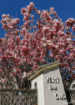 Magnolia, une apparition évanescente