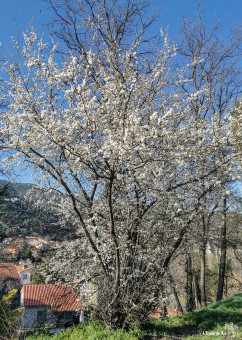 Comme un manteau de neige