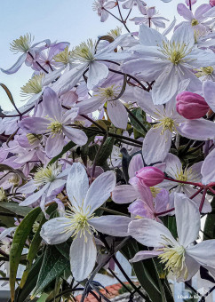 Clématite au parfum de fleur d'Oranger