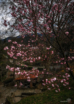 Avec un temps presque automnal, le Cerisier du Japon nous rappelle que nous allons vers la belle saison