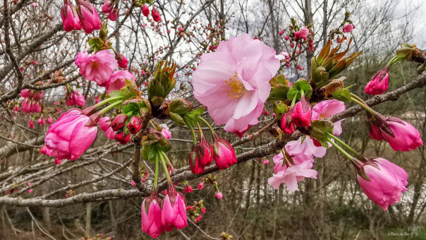 Echappées de l'hiver, les fleurs de cerisiers fragiles, mais déterminées à ouvrir la porte au printemps