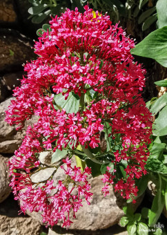 Lilas d'Espagne déjà en fleur en mars, tandis que son réveil n'est prévu qu'en mai