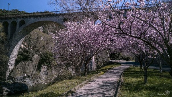 Arche en fleur sous le pont d'Amélie les Bains