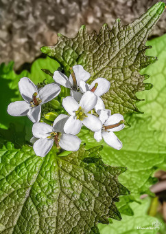 Herbe à ail, les feuilles sentent l'ail lorsqu'elles sont froissées