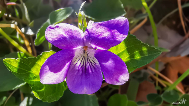 Cette violette semble fragile, pourtant elle résiste au froid jusqu'à moins 23 degrés