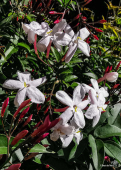 Délicatement parfumé, jasmin