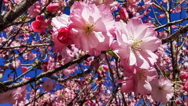 L'abondance, la générosité du printemps