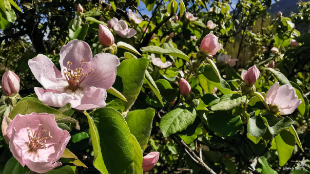 Ici ils l'appellent le Coudoun,  ces fleurs donneront des coings autrefois nommés pommes de Cydon