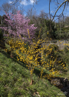 Forsythia et cerisiers du Japon grimpent à l'assaut des collines