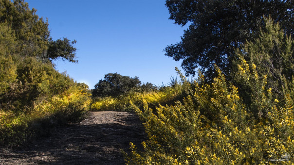 Dès janvier, les chemins s'illuminent d'ajoncs à petites fleurs