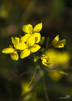 Roquette jaune sur le sentier du littoral des PO