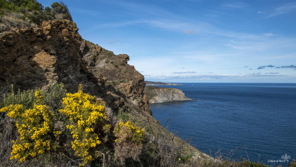 Sur le sentier du littoral, ajoncs à petites fleurs