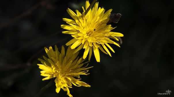 Crépis ou crépide, plante méditerranéenne