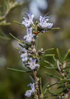 Romarin officinal. Il fleurit partout, du sentier du littoral ou de montagne, aux jardins des villages,