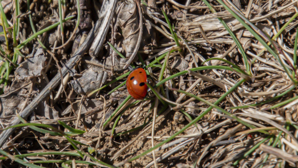 Coccinelle, porte bonheur