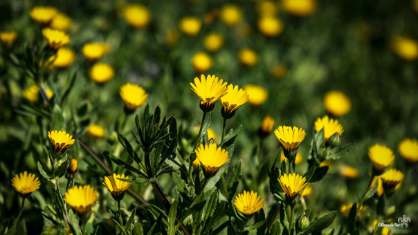 Soucis des champs, fleur médicinale