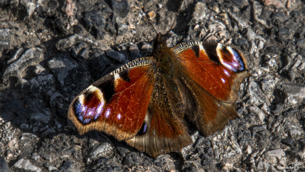 Paon du jour, papillon commun