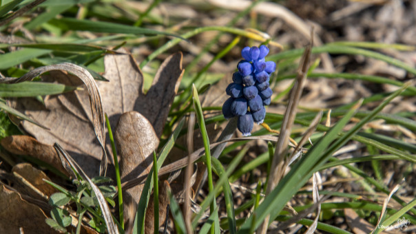 Muscari négligé, floraison en février à Serralongue