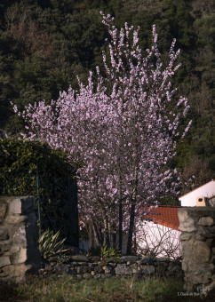 Le Myrobolan, prunier cerise