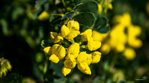 La belle Cornille, au coeur de soleil