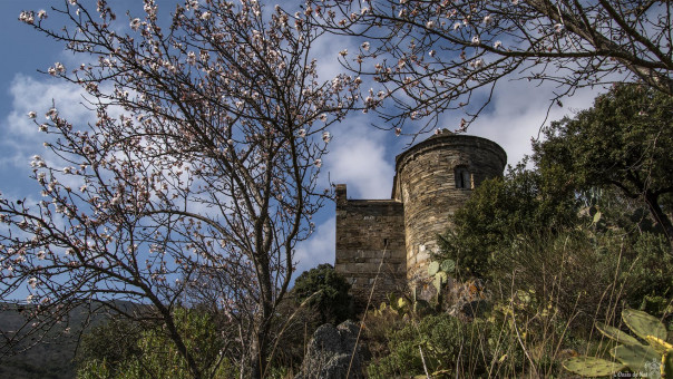 En altitude les prunus fleurissent plus tard