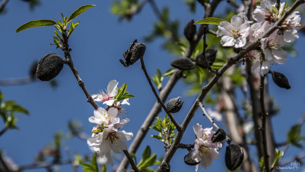 Leçon de vie. Les vieilles amandes accrochées à leur branche, mais déjà les fleurs et les feuilles nouvelles éclosent. L'ancien, le présent, l'avenir, tout est là !