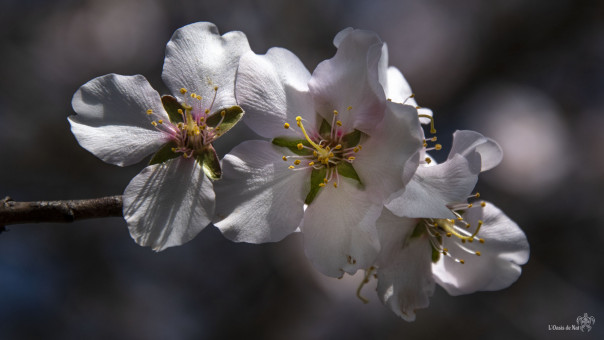 Comme une caresse tendre de la Nature