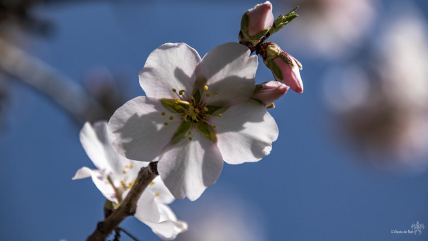 Fleur d'amandier, délicate dans l'ombre de ses bourgeons