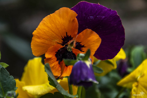 Pensées au printemps aux couleurs d'Halloween. Mélange des saisons, le temps passe vite...