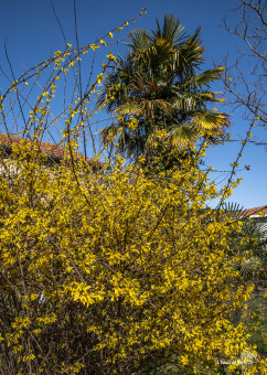 Semblable à l'hirondelle, le forsythia annonce le printemps !