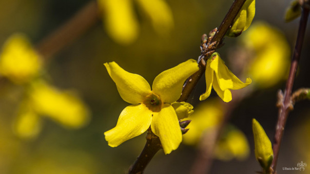 On regarde distraitement l'ensemble, pourtant, quelle magie de s'attarder sur une seule fleur de forsythia, comme l'arbre qui cache la forêt