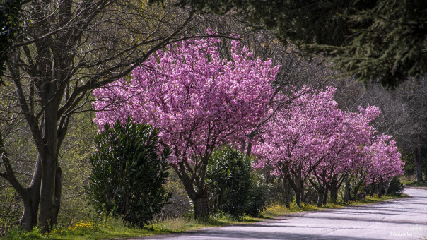 Sur la route du manège à Amélie, les cerisiers du Japon, une merveille éphémère, un bonheur intense