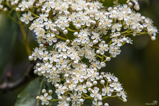 Photinia, et ses petites fleurs blanches délicieusement parfumées, qui donneront des petits fruits rouge pendant l'automne et l'hiver. Il est originaire de Chine et du Japon