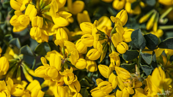 La coronille égaient les haies des jardins méditerranéens, par sa longue floraison abondante