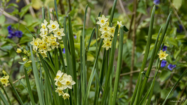 Narcisses, 15 janvier à Montbolo