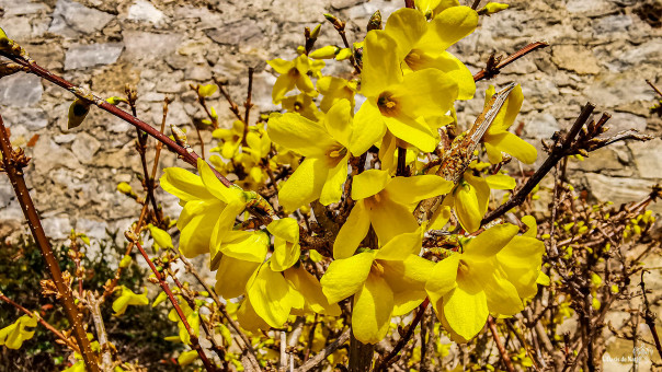 Le 1er mars le forsythia est en fleur
