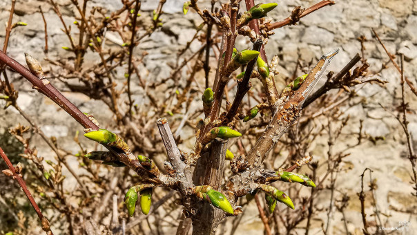 Le 23 février le forsythia sort quelques boutons