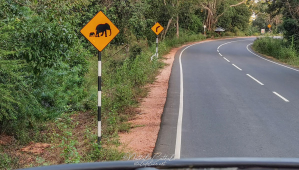 Et plus loin ... un éléphant !