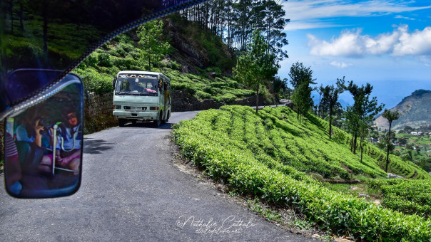 routes étroites des plantations de thé