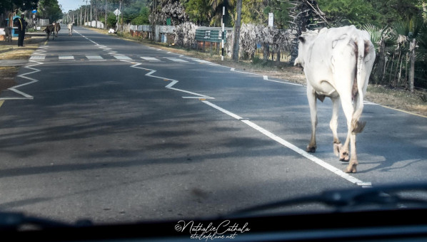 Vaches sur la route