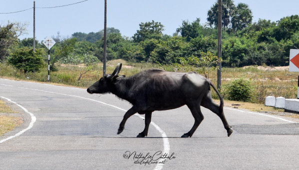 Buffle sur la route