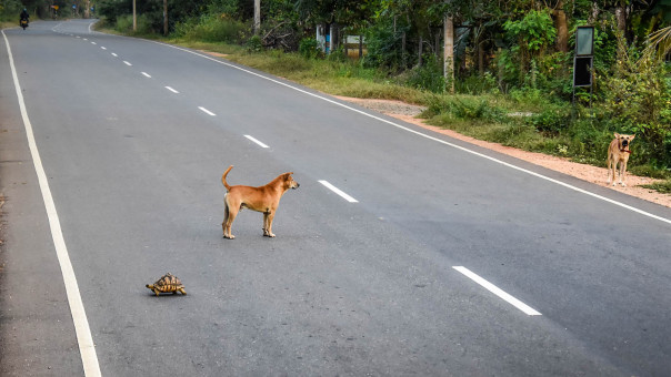 Un chien arrête la circulation pour laisser passer la tortue