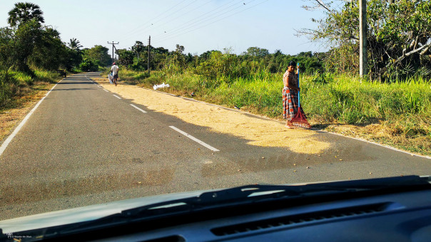 Le riz sèche sur la route