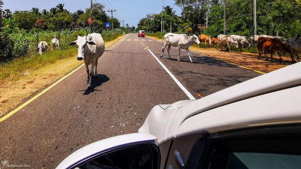 Grandes artères et troupeaux de vaches