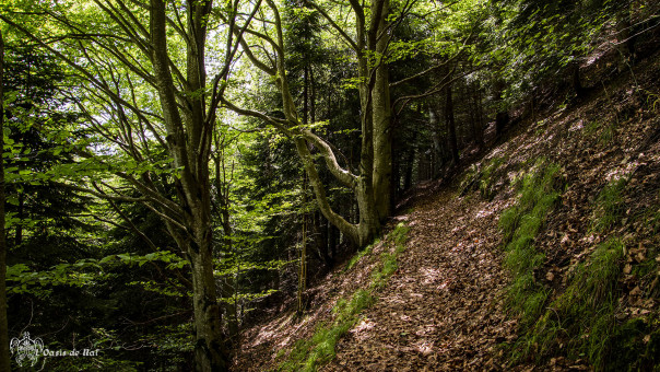 Un chemin qui pénètre le coeur palpitant de la forêt