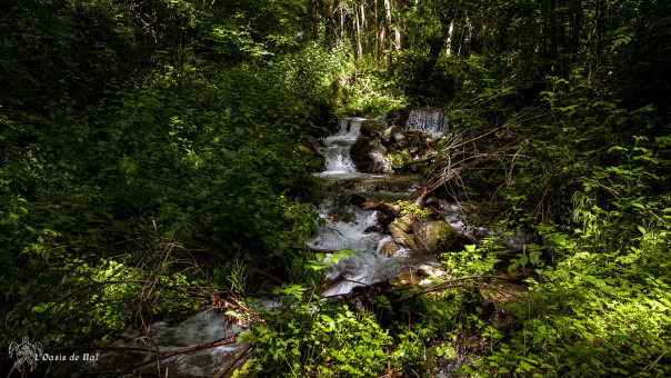 fascinantes petites rivières qui rebondissent dans la forêt