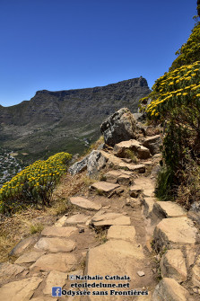 Afrique du Sud Table Mountain Cape Town_NAT9348
