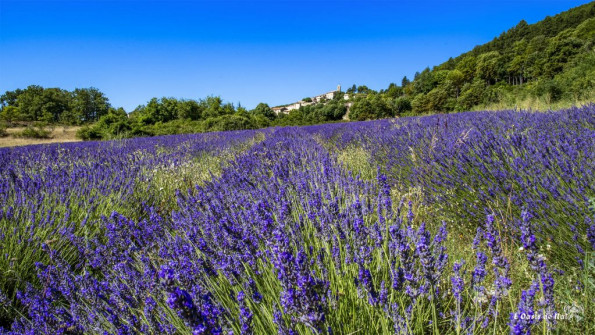 Musarder dans la Lavande
Balade en Provence
